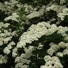 Snowmound Spirea #5 - Image 2